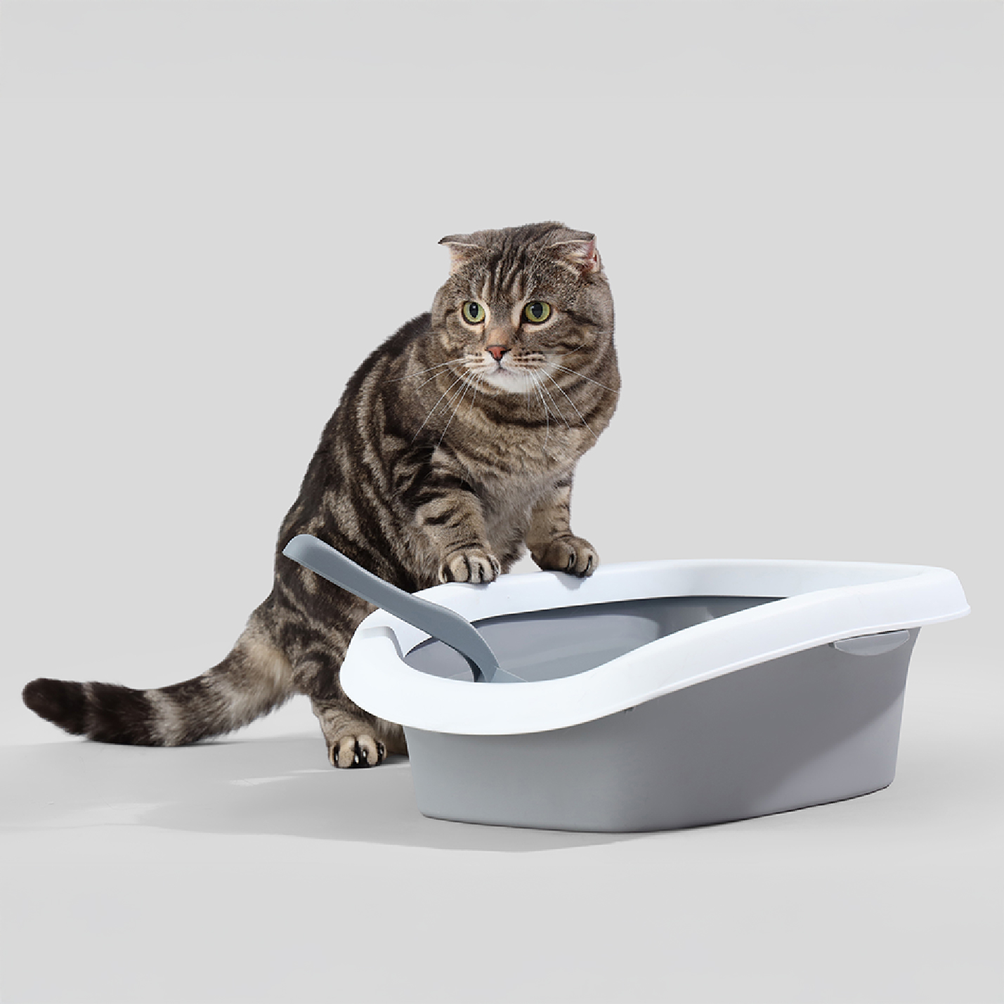 Gato encima de su arenero.jpg